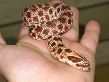 Het Extreme Red Albino