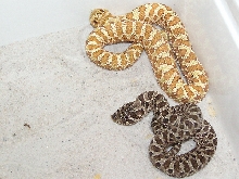 hypo - superhypo?