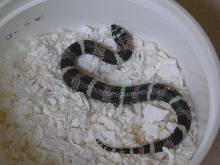 Hypoerythristic Lystrophis