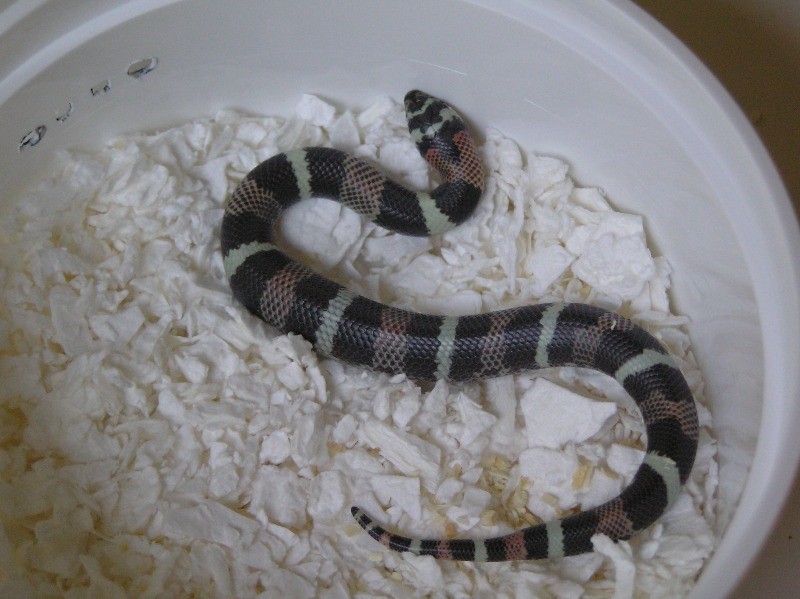 Hypoerythristic Lystrophis
