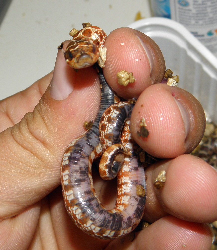 Paradox albino