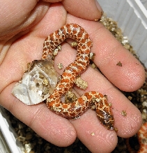 Paradox albino female