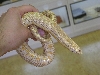 Yellow Albino