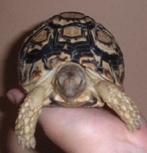 My Aby (she 2 years old)
