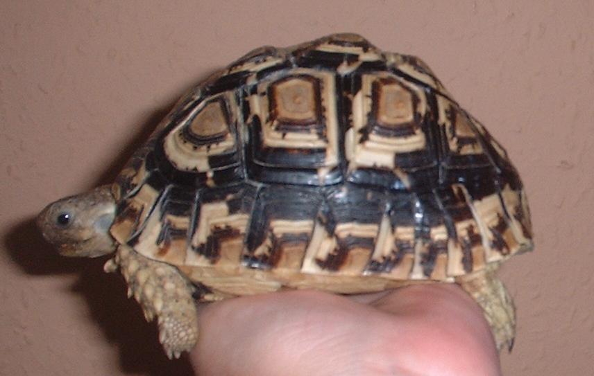 aby