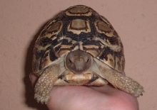 My Jethro (he 2 years old)