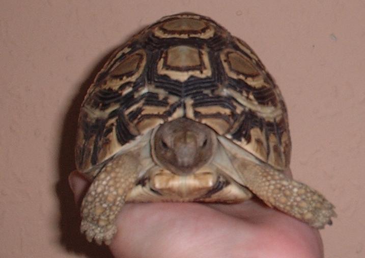 My Jethro (he 2 years old)