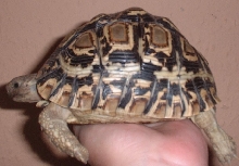 jethro