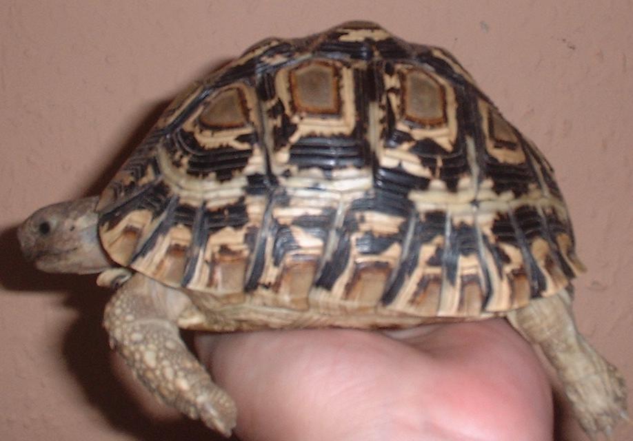 jethro