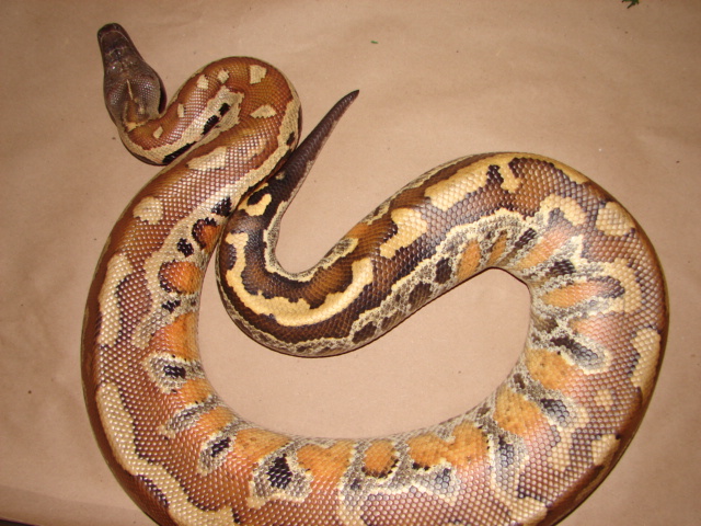 male #2
