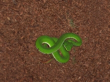 Trimeresurus albolabris