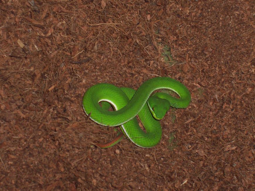 Trimeresurus albolabris