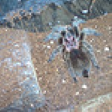 Grammostola Rosea