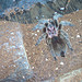 Grammostola Rosea