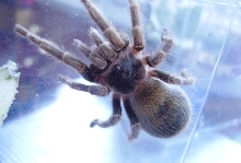 Euathlus SP Yellow