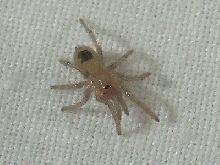 Euathlus SP Red