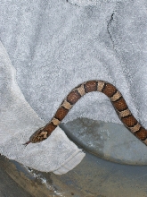 Is this an Eastern Milk Snake?