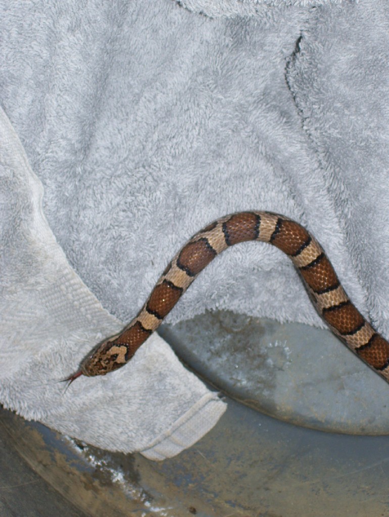 Is this an Eastern Milk Snake?