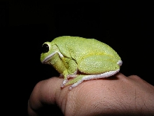 super fat barking tree frog,cbb 07