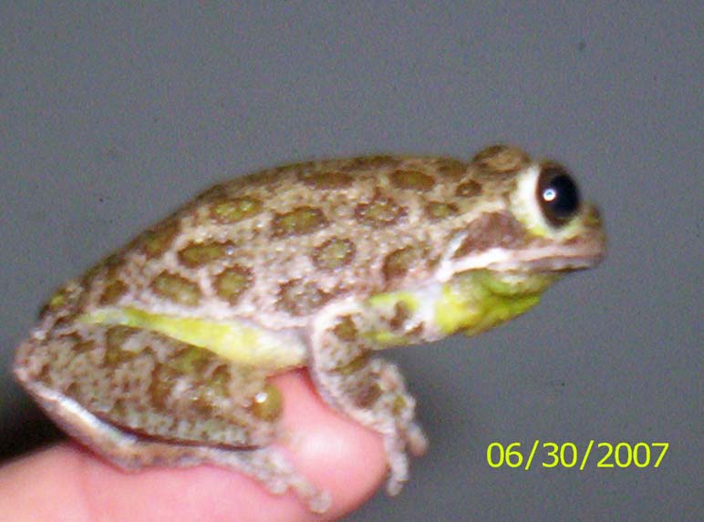 Barker