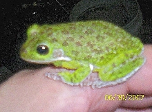 Barker