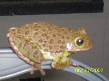 Barker