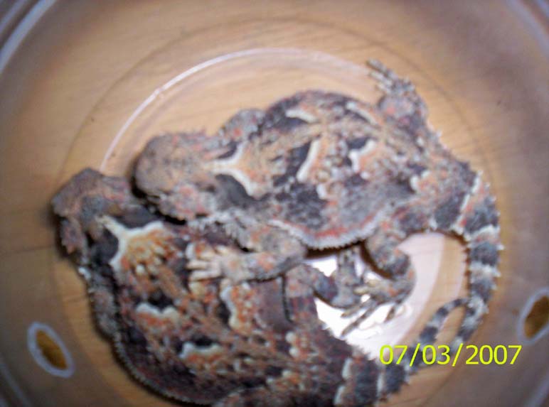 Horned lizards