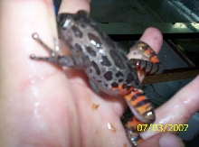 Tiger leg frogs