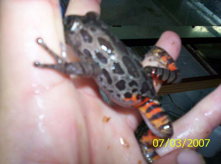 Tiger leg frogs