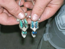 Lizards