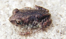 Spadefoot Toad