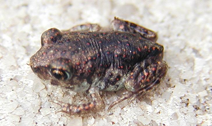 Spadefoot Toad