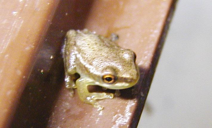 Squirrel tree frog