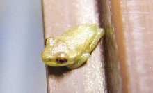 Squirrel tree frog