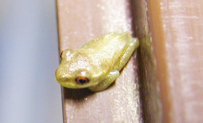 Squirrel tree frog