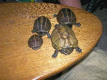 striped mud turtles