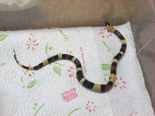 Male Pueblan