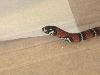 Andean Female