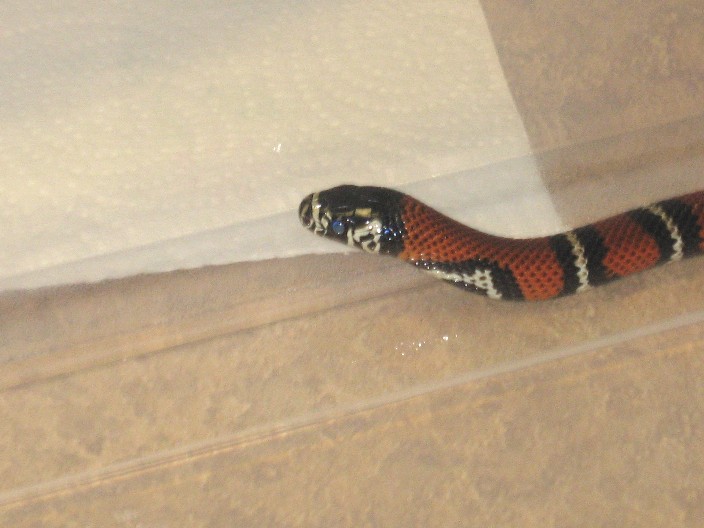 Andean Female