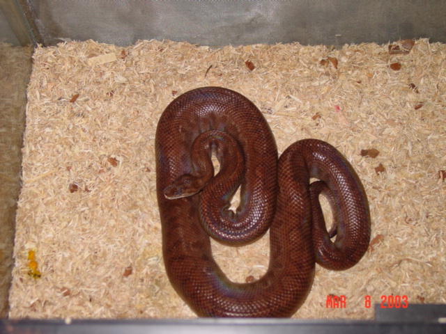 Rosie2