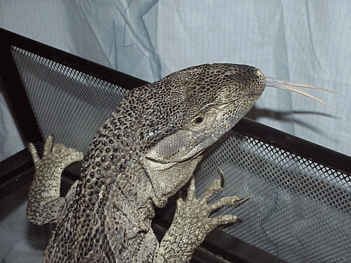 Black Throat