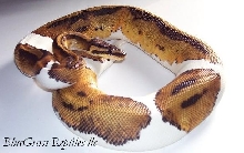 female pied