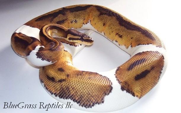 female pied