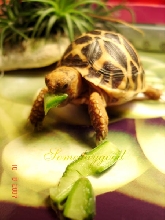 My New Indian Star Tortoises