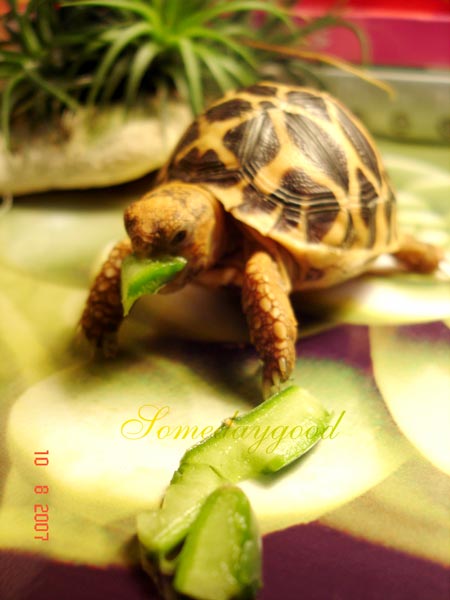 My New Indian Star Tortoises