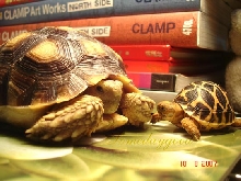 with sulcata
