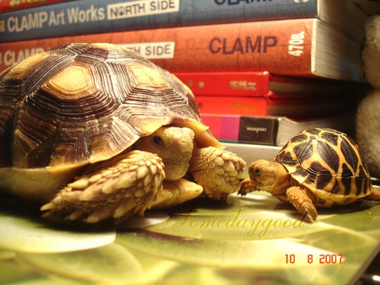 with sulcata