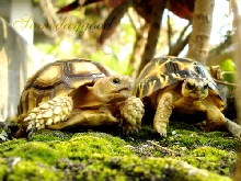 My Sulcata