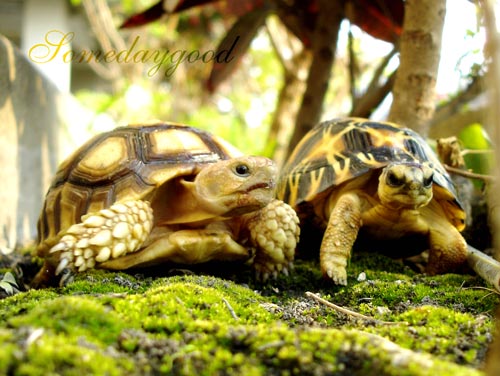 My Sulcata