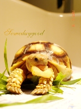 My Sulcata